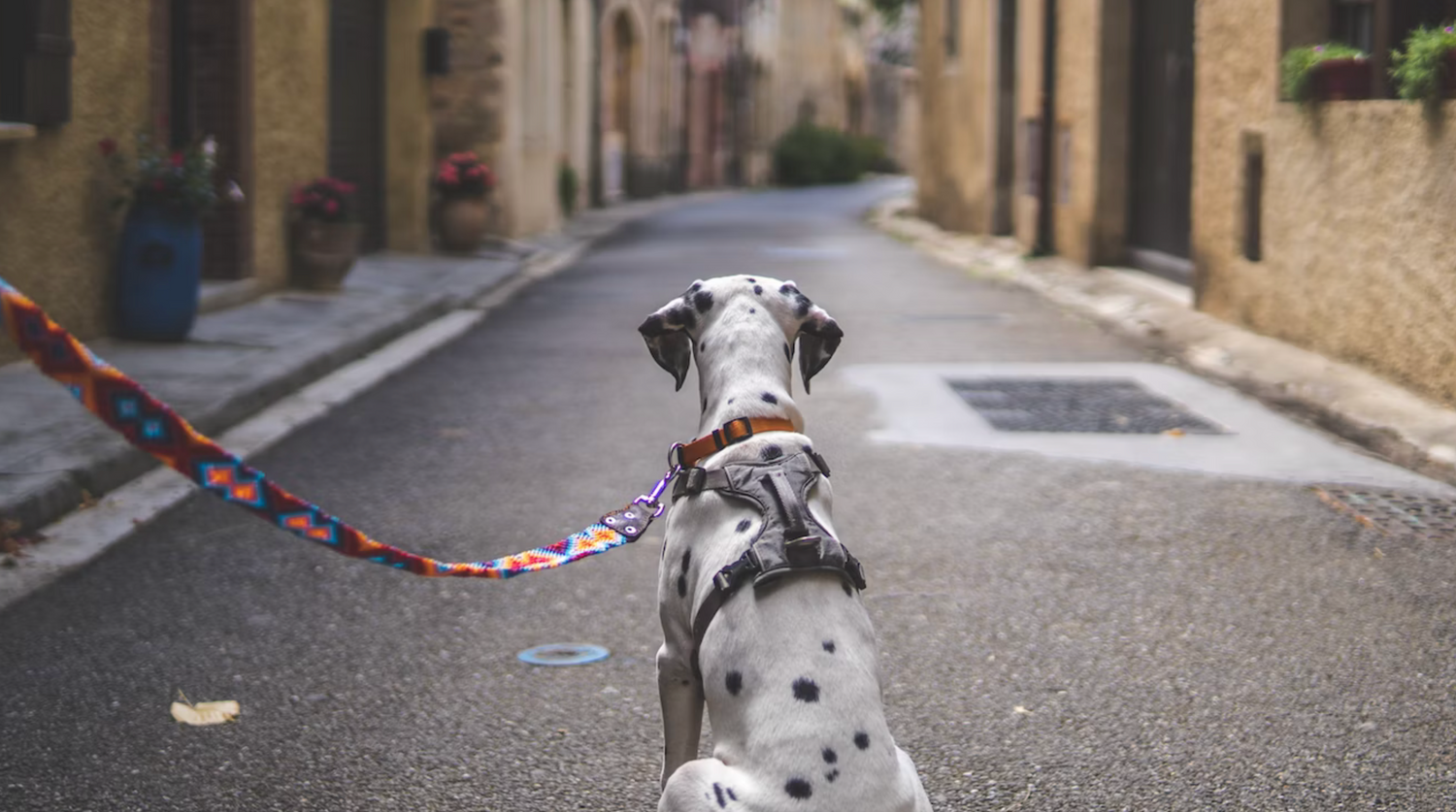Dalmatiner auf Straße mit Leine