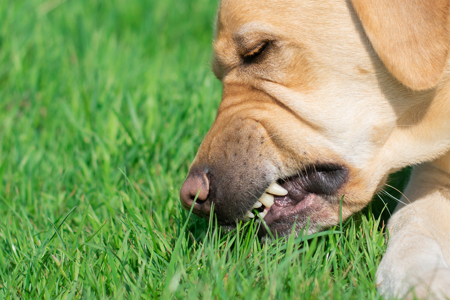 Hund-Frist-Fras