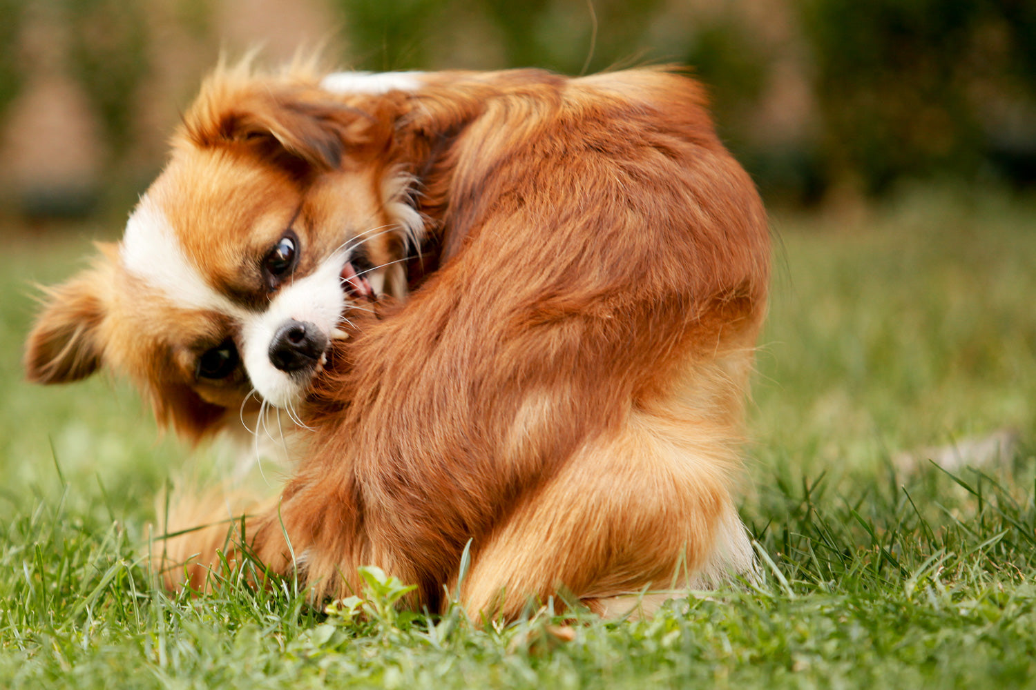 Hund-Juckt-Sich