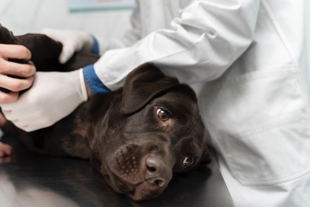 Hund-beim-Arzt