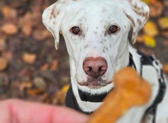 Herbst Hund Lenny mit WOOFY Snack