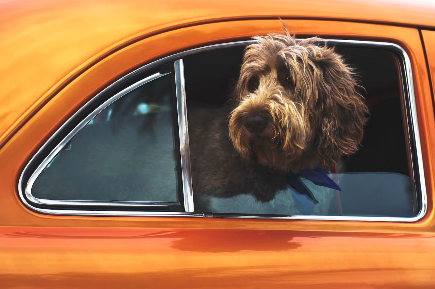 Hund schaut aus dem Autofenster