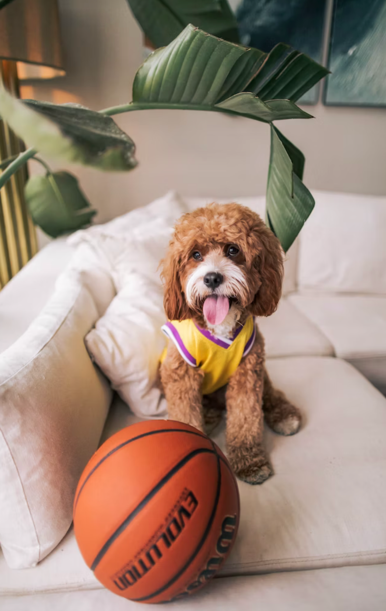 Hund mit Basketball