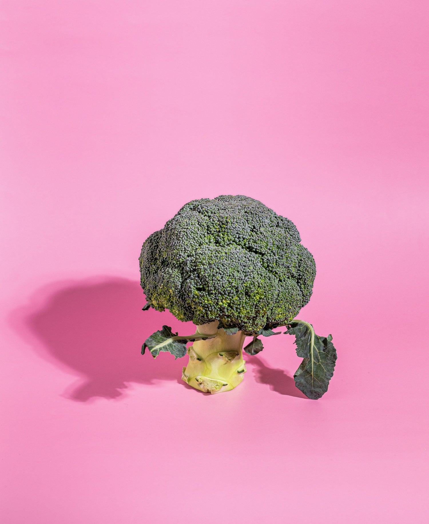 Gemüse für den Hund - Was ist erlaubt, was nicht?