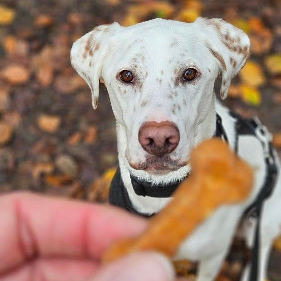 SÜSSKARTOFFEL + MÖHRE. VEGAN GEFÄLLIG?