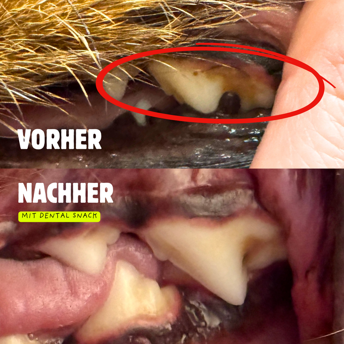 DENTAL &amp; ATEM FORMEL